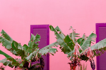 Plants on pink fashion idea. Tropical Palm on pink wall background. Canary islands