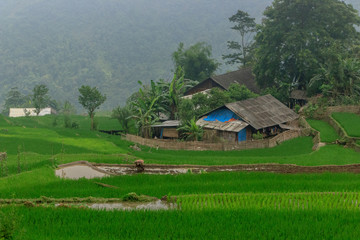 Fototapeta na wymiar lush green rice fields in sapa vietnam