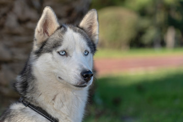 Naklejka na ściany i meble Siberian husky dog with blue eyes sits and looks, outdoors in nature on a sunny day, close up
