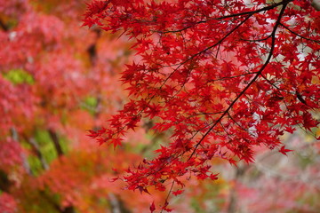 紅葉