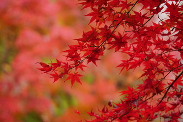 紅葉