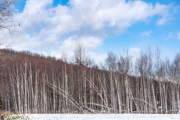 Morning white birch forest. Scenery of winter highland