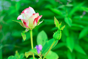 Rose in the garden on a green background. white with red beautiful flower