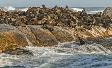Seals collected island