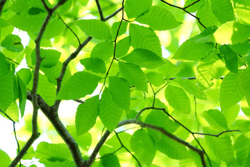 Fototapeta na wymiar ブナ・山毛欅の木の葉