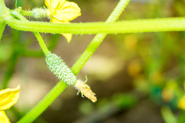 green  cucumber growing on the bed