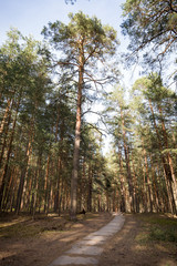 Tall firs in the forest against the blue sky. A narrow path in the forest between the trees. Great weather and fresh air outdoors