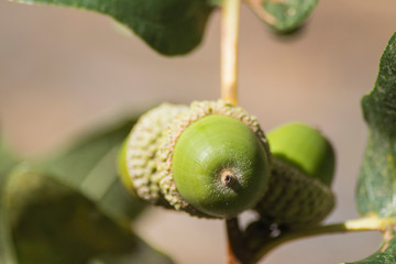 Green oak acorns with green leaves full of details