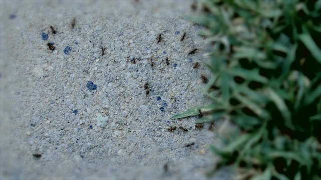 Miniature Ants on the Pavement