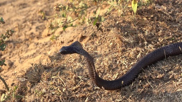 Indian cobra in Pushkar, Rajasthan, India. Cobra snake close up portrait.