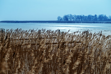 Schilf am Bodden an der Ostsee