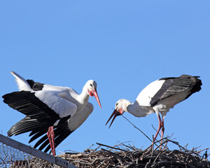 discutions de cigognes