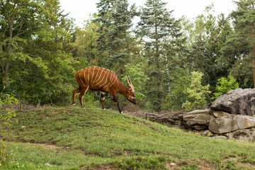 Bongo antelope walking alone in the zoo	