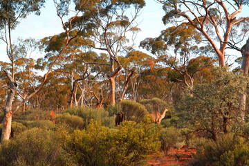 Camles hiding in the forest, Australia