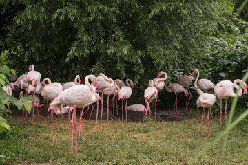 Fototapeta na wymiar group of flamingo birds in the zoo 