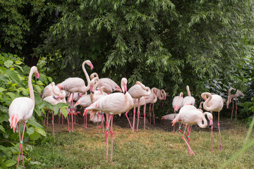 group of flamingo birds in the zoo	