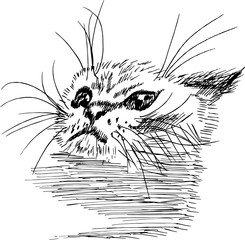 Obraz premium Black and white illustration of a cat in the style of hatching.