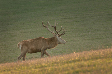 Hirsch auf dem Weg zurück in den Wald