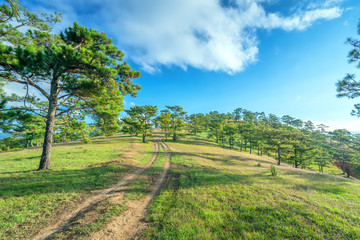 The trail leading into the pine forest on the hill in the plateau of Da Lat, Vietnam is beautiful