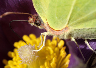 Pasqueflower