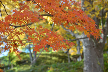 紅葉
