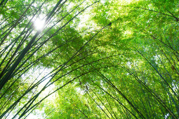 Fototapeta na wymiar sunlight and bamboo leaves