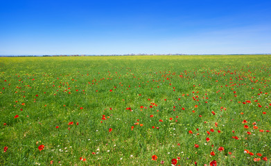 Spring meadow poppies Camino Santiago