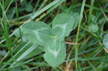 cloverleaf,green, leaf, nature, plant, water, leaves, rain, flower, dew, macro, drop, fresh, flora,...