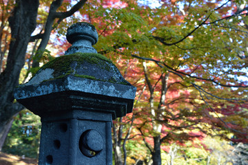 Fototapeta premium 土津神社の紅葉