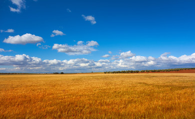Fototapeta na wymiar Castile La Mancha cereal fields in Cuenca