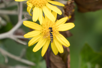 Syrphidae Hoverfly insect on yellow daisy flower, close up