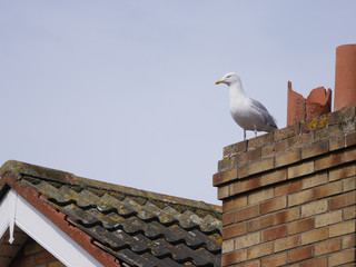 Seagull on roof of house, by chimney