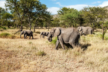 Obraz na płótnie Canvas Elephants surrounded by acacias in Tanzania
