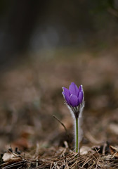 PASQUEFLOWERS