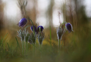 PASQUEFLOWERS
