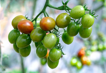 Many tomatoes growing on the fence in a green house
