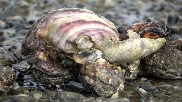 Muschelbank und Pazifische Austern im Wattenmeer