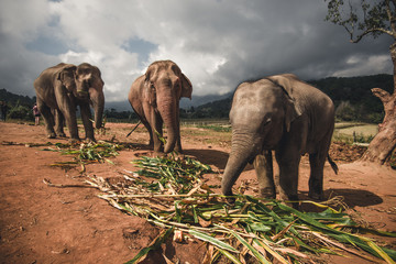 Fototapety  słonie
