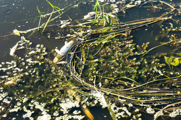 Environmental disaster on the river. Mass death of fish.
