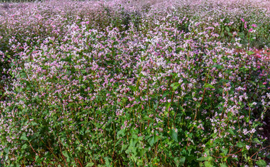 Fototapeta premium Buckwheat flowers in the field. This flower is white when the sun shines on them turn pink to make food as wheat