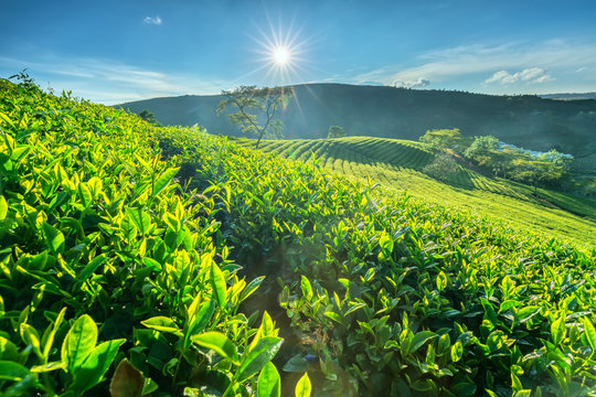 Green Tea Hill In The Highlands In The Morning. This Tea Plantation Existed For Over A Hundred Years Old And The Largest Tea Supply In The Region And Exporting