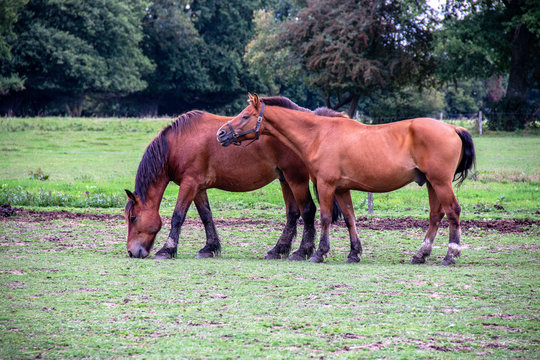 260 Best Cheval De Selle Images Stock Photos Vectors Adobe Stock