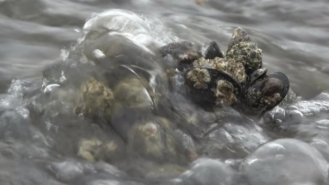 Muschelbank, Pazifische Austern, Wattenmeer