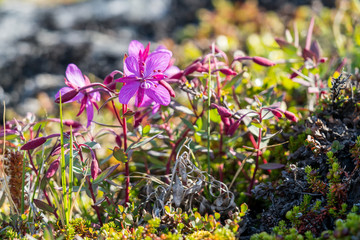 Summer in Ilimanaq