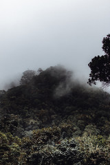Mystischer Regenwald mit Wolken in Südamerika