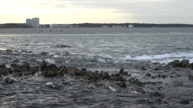 Miesmuschelbank, Austern, Wattenmeer