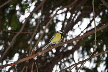 bird on branch