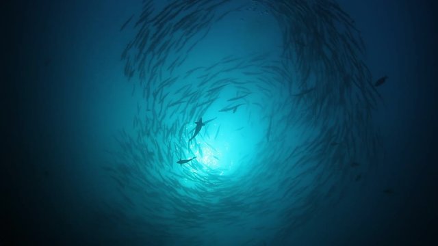 Chevron Barracuda fish school in Thailand 