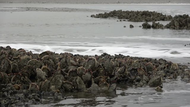 Miesmuschelbank, Austern, Wattenmeer