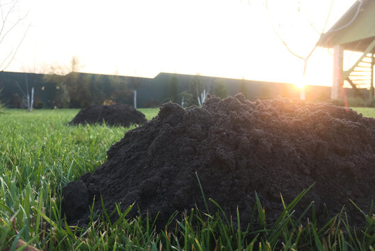 molehills on lawn made by moles population view on sunny day.